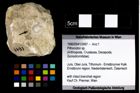 Foto (Objekt + Etikett) von Pithonoton sp.  (NHMW-GEO-1990-0041-2497)
